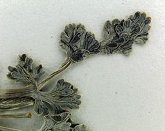 Imagem de <i>Cymopterus purpurascens</i>