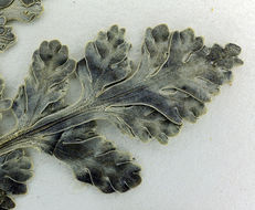 Image of <i>Cymopterus purpurascens</i>