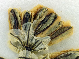 Image of <i>Cymopterus purpurascens</i>