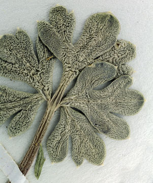 Image of Ripley's springparsley