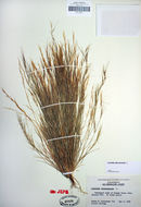 Aristida adscensionis L. resmi