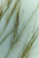 Aristida adscensionis L. resmi