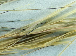 Aristida adscensionis L. resmi