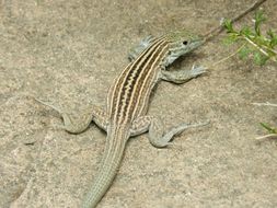 Image of New Mexico Whiptail
