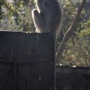 Image of Gray (=entellus) langur