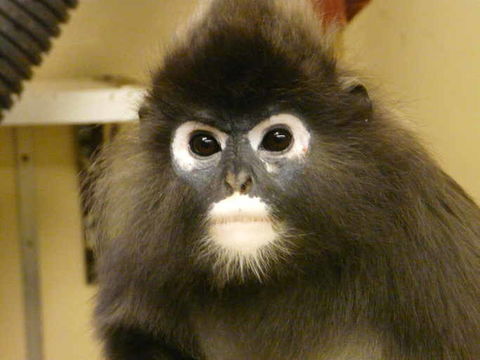 Image of Dusky Langur