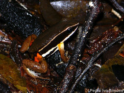 Image of Brilliant-thighed Poison Frog