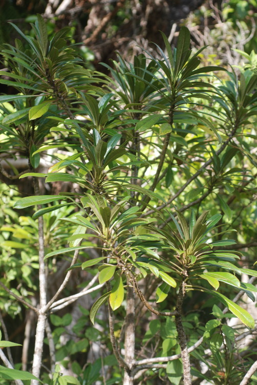 Image of Mauna Loa clermontia