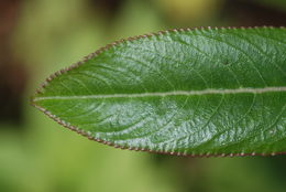 Image of Mauna Loa clermontia