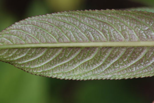 Image of Mauna Loa clermontia