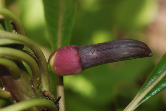 Image of Mauna Loa clermontia