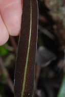 Image of Island Tongue Fern