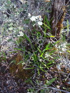 Image of Island Tongue Fern