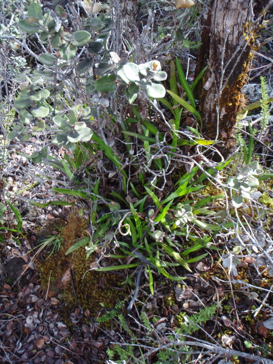 Слика од Elaphoglossum wawrae (Luerss.) C. Chr.