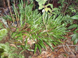 Image of Island Tongue Fern