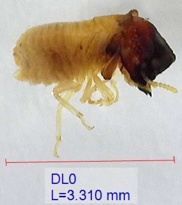 Image of drywood termite