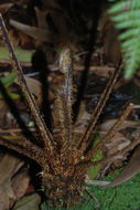 Image de Athyrium microphyllum (Sm.) Alston