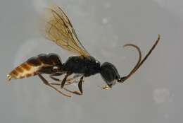Image of cockroach wasps