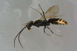 Image of cockroach wasps