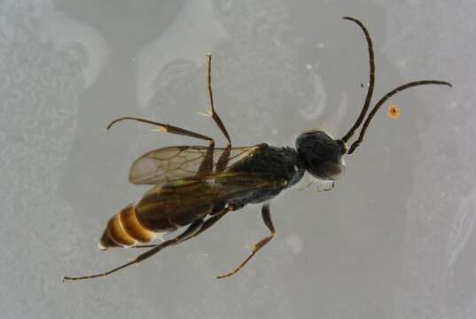 Image of cockroach wasps