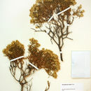 Image of dwarf goldenbush