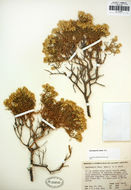 Image of dwarf goldenbush