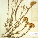 Imagem de Ericameria nauseosa var. bernardina (H. M. Hall) G. L. Nesom & G. I. Baird