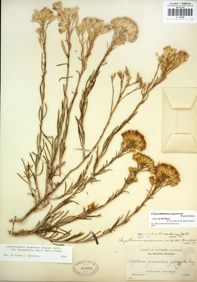 Image de Ericameria nauseosa var. bernardina (H. M. Hall) G. L. Nesom & G. I. Baird