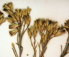 Image of Ericameria nauseosa var. bernardina (H. M. Hall) G. L. Nesom & G. I. Baird