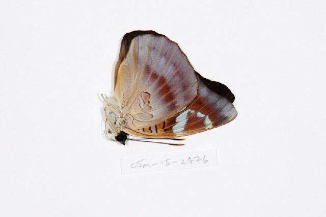 Image of Euthalia anosia Moore 1857