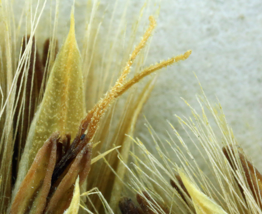 Image of Ericameria nauseosa var. bernardina (H. M. Hall) G. L. Nesom & G. I. Baird