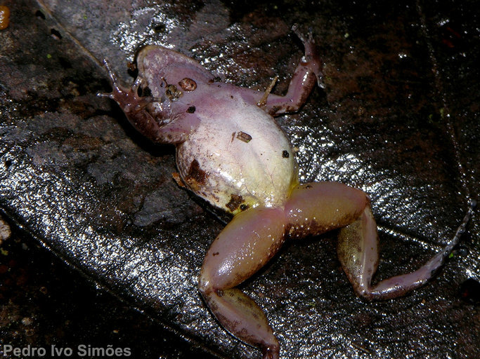 Image of Allobates paleovarzensis Lima, Caldwell, Biavati & Montanarin 2010