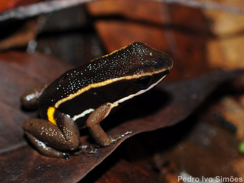 Image of Brilliant-thighed Poison Frog