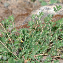 Слика од Euphorbia maculata L.