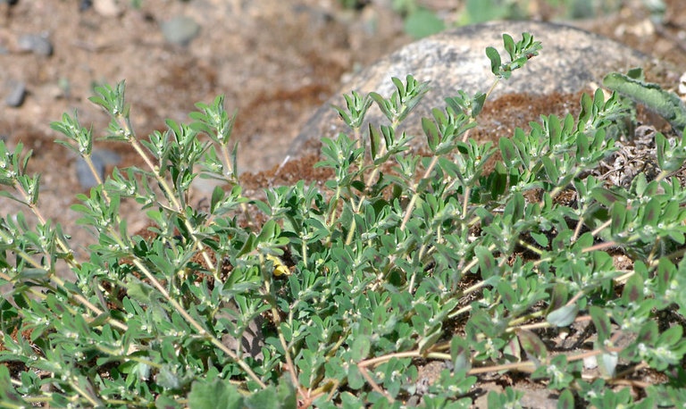 Image of Spotted Sandmat