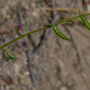 Image of <i>Clarkia australis</i>