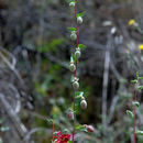 Image de Clarkia unguiculata Lindl.