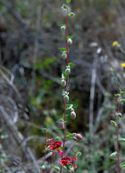 Image of elegant clarkia