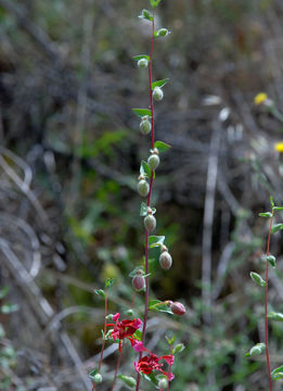 صورة Clarkia unguiculata Lindl.