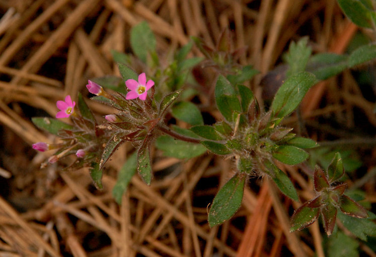 Image of variableleaf collomia