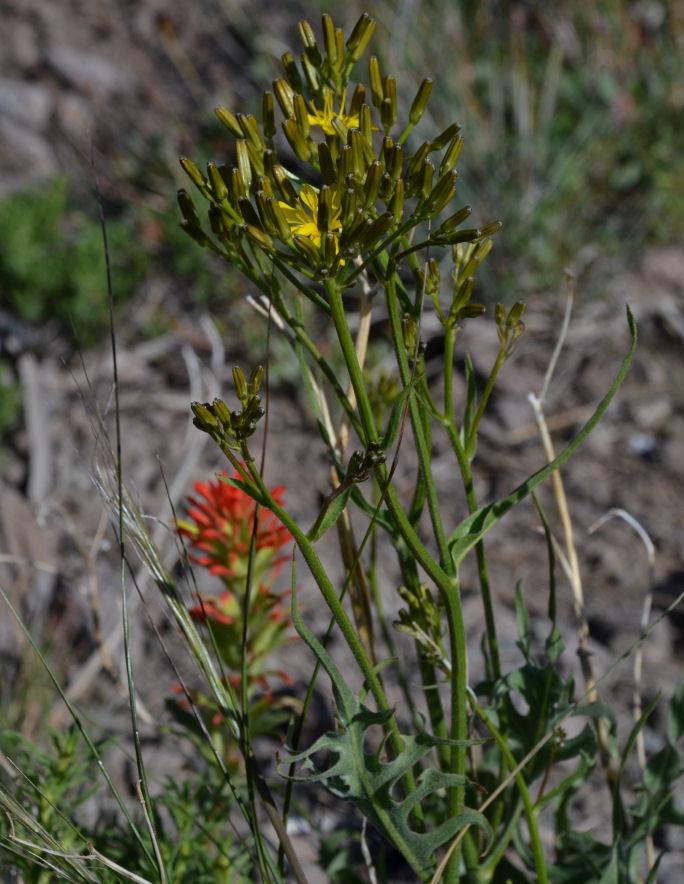 Crepis acuminata Nutt. resmi