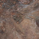 Image of Longfoot Chirping Frog