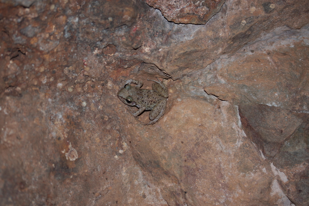 Image of Longfoot Chirping Frog