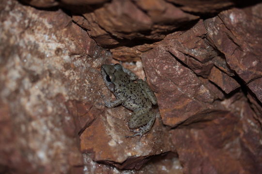 Image of Longfoot Chirping Frog