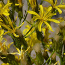 Image of Crepis acuminata Nutt.