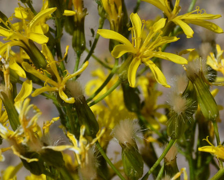 Image of tapertip hawksbeard