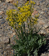 Crepis acuminata Nutt. resmi