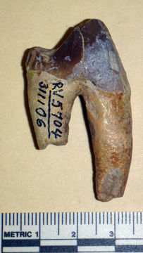 Image of Archaeotherium