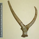 Image of <i>Cosoryx cerroensis</i>