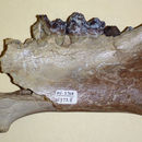 Image of Archaeotherium